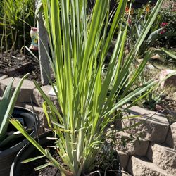 Lemon Grass Organic
