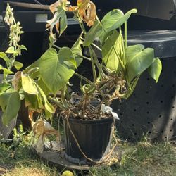 Monstera Needs New Home