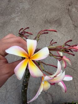 Cutting plumeria