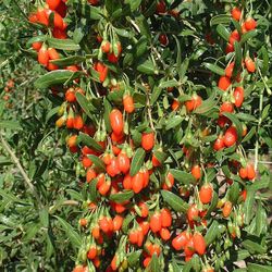 Goji Berry Cutting 