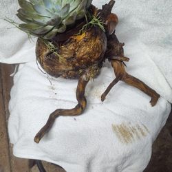  Cactus Boot Planter's 