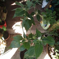 Plants De Chile Ya Tiene Chliles