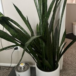 Two 4ft Snake Plants 