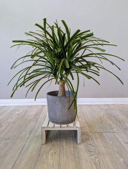 Styled Bonsai *Price Is Firm