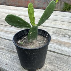 Nopales Cactus 