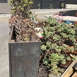Free Succulents. Pots Not Included. Pickup Only.