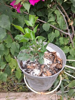 Carob Ceratinia Siliqua tree
