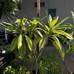 Plumeria Amarilla 