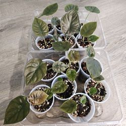 Alocasia Black Infernalis Plants (13 Available)