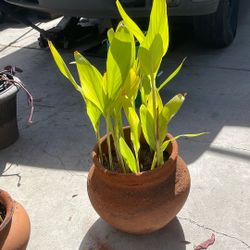 Plant With Flowers For $20