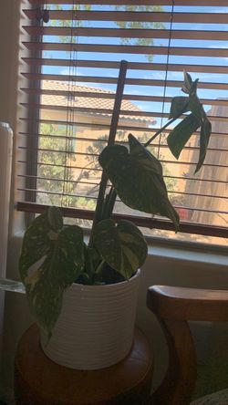 Thai Mint Monstera