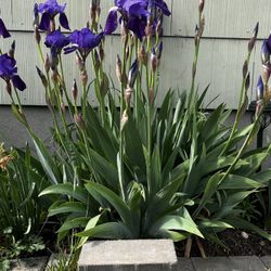 Gray/Sand Colored Pavers