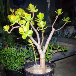 Crassula Ovata "Sunset Jade" Bonsai Plant - 24" in. Tall, w/ 2" in. Thick Trunk! 🌱