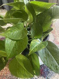Pothos Live Plant