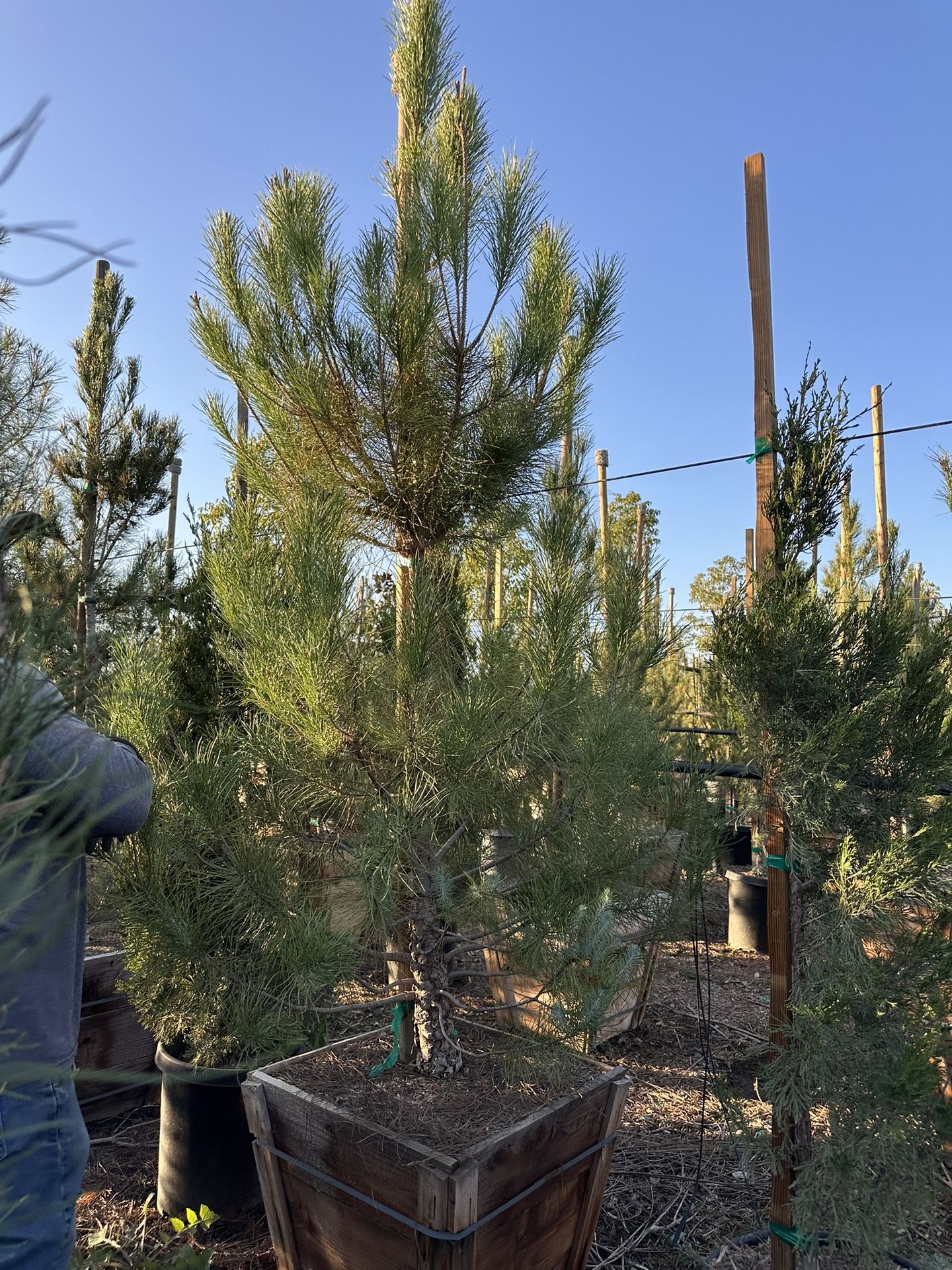 Pinus pinea Italian stone pine tree 24” Box