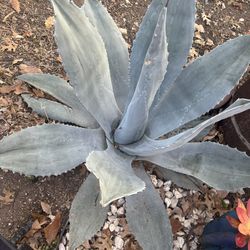 Blue Agave Plants