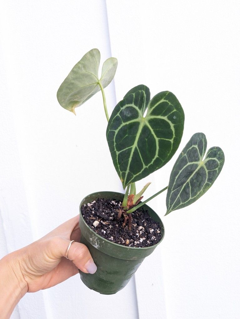 Collector's Plant: Anthurium Clarinervium 4" Pot - Indoor House Plants 