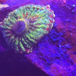 Ornamental Corals For Sale In Lake Worth Beach F.L Beach F.L. 