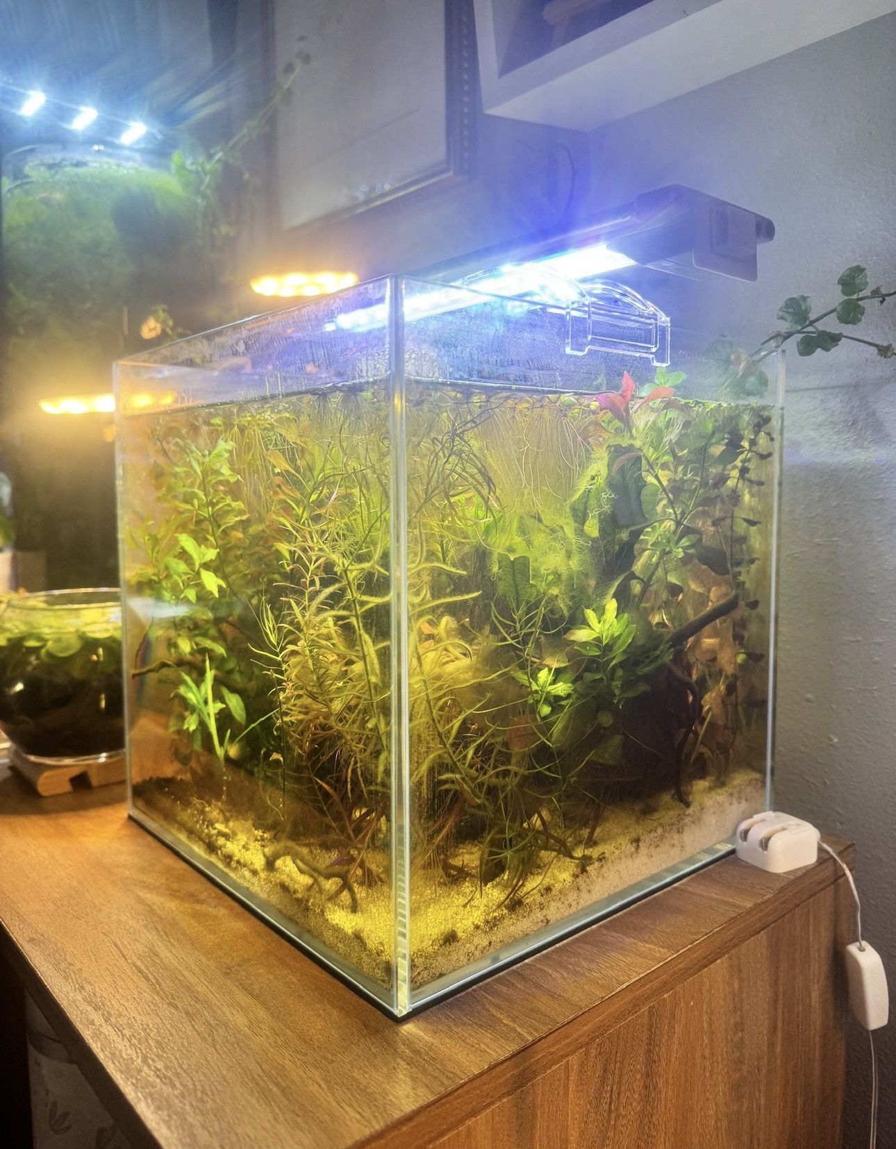 Aquariums- Fish Tanks