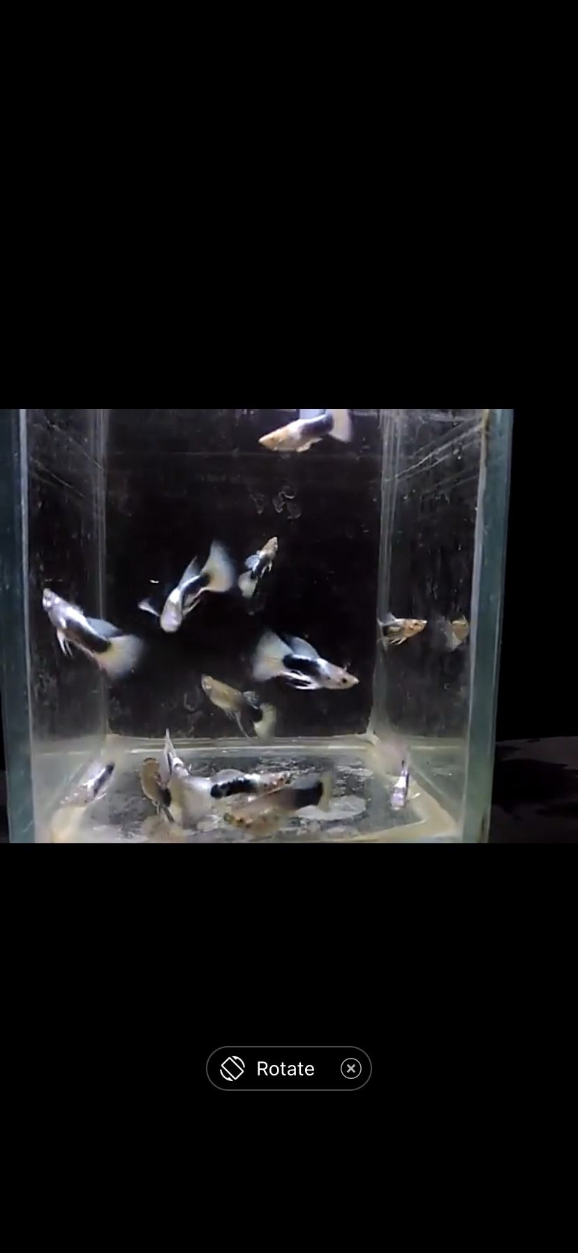 Guppy’s ( Hb White )