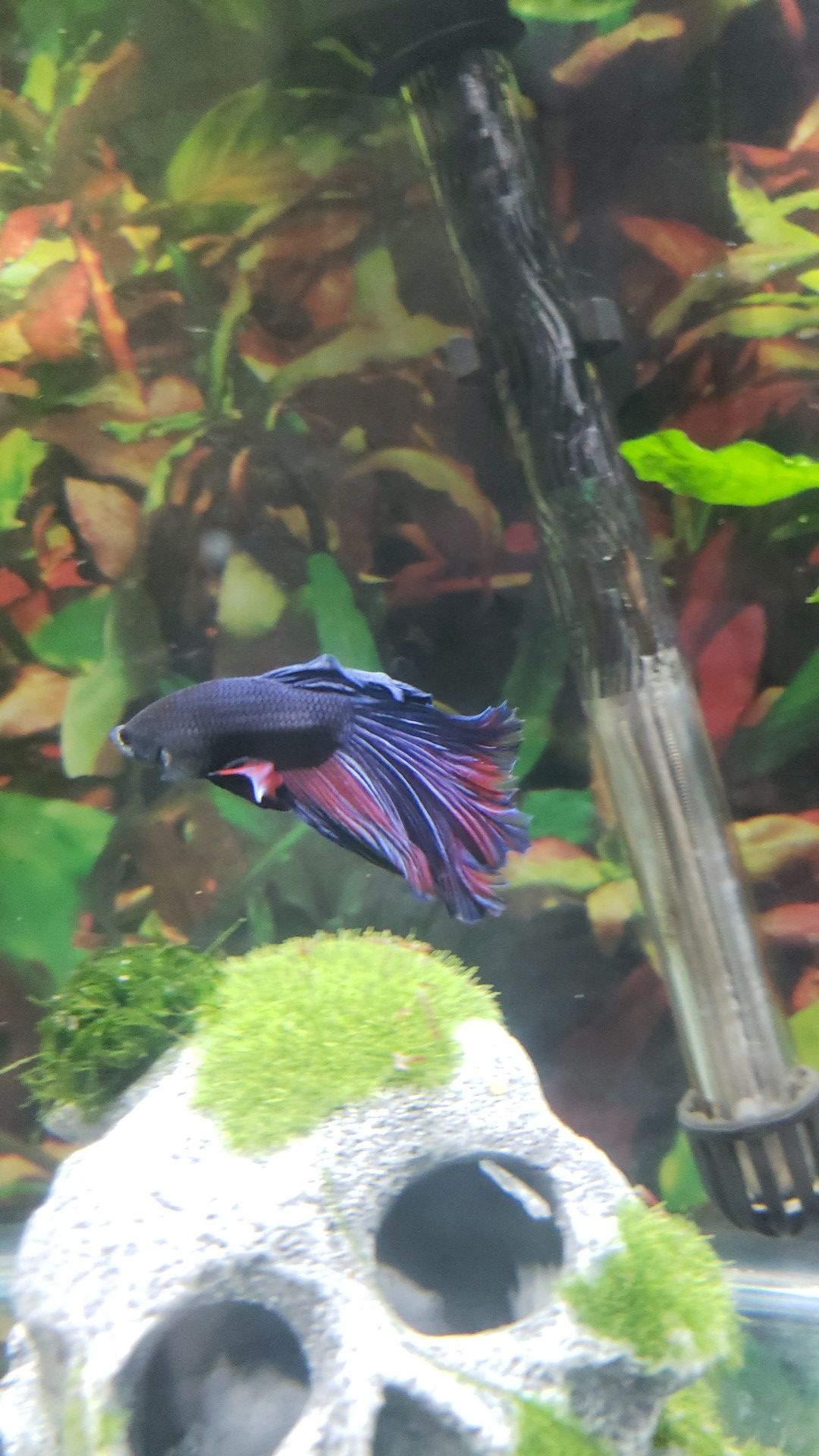 Male Betta