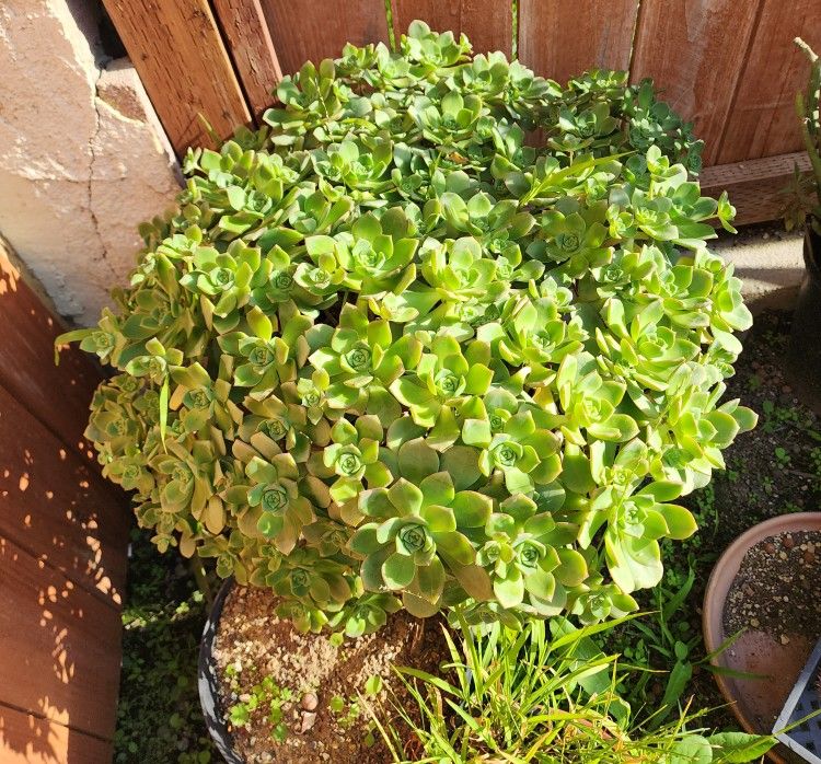 Big Pot Of Succulent Plant 