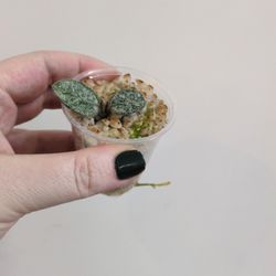 Hoya Matidle Super Splash Pickup Capitol Hill