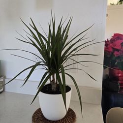 Dracaena Marginata 