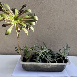 Live Assorted Succulent Plants 🪴