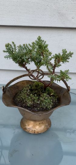 Bonsai tree
