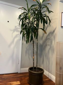 Dracaena Lisa plant