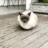 Mel