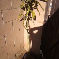 Tall House Plant $14