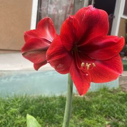 Lirio Rojo