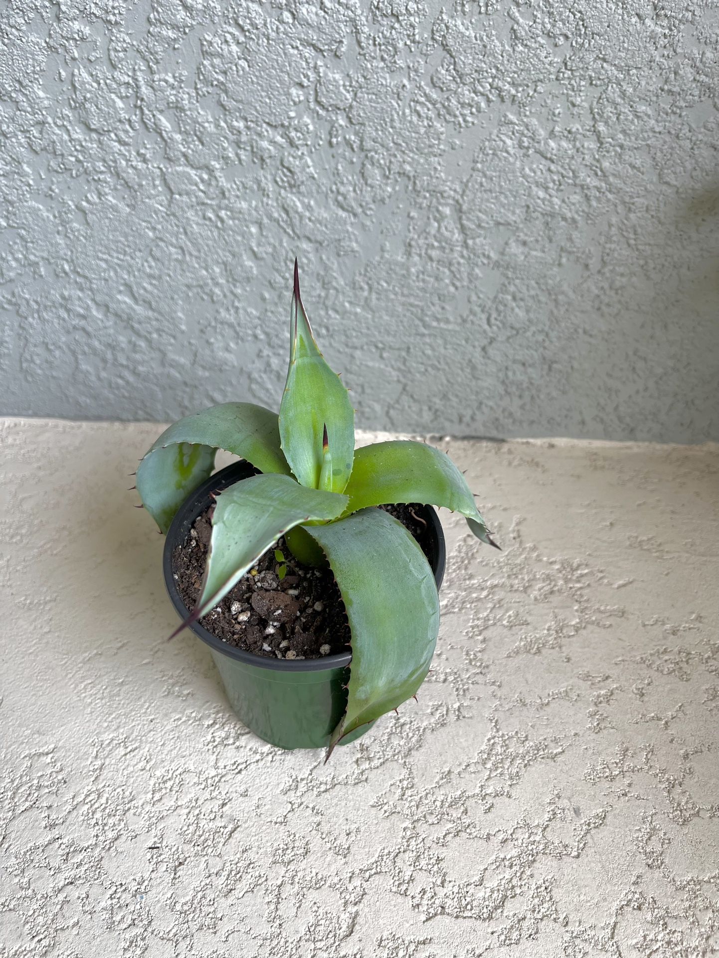 Small Blue Agave Plant 