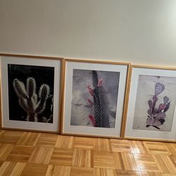 Signed Mike Ditz 1994 Tucson Cactus Photography Prints Set of 3 Framed Desert Art Southwest Decor