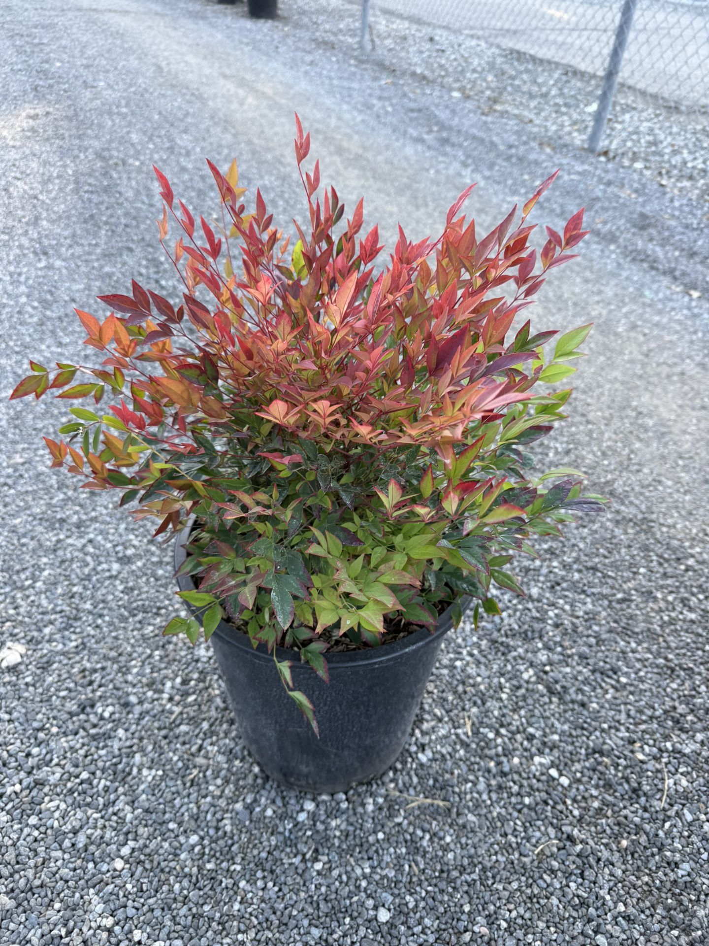 Nandina Gulf Stream