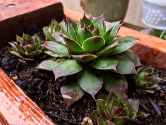 Wooden flower box w/ succulent/sedum starter plants