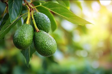 Avocado tree (2-3ft)