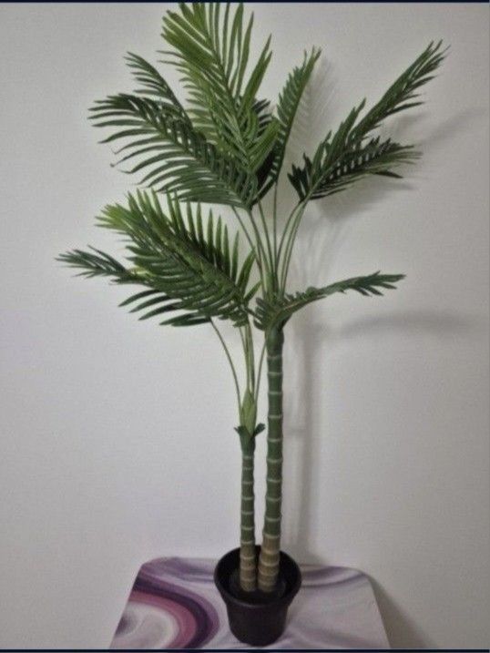 *** REDUCED *** 5ft Golden Cane Palm in 10in Resin Planter @ Lasting Creations