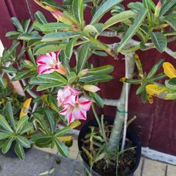Plantas De Rosas Del Desierto 3gallones Diferentes Colores 