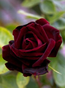 Roses