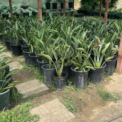 Birds Of Paradise Plants