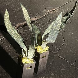 2 Fake Plants In Ceramic Pots Decor
