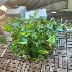 Live Money Plant