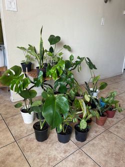 Plants for sale 10 each