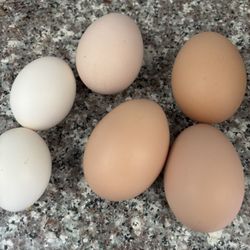 Eggs 