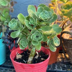 Different Succulents