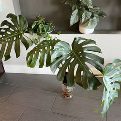 Huge Monstera! Can be split into two plants