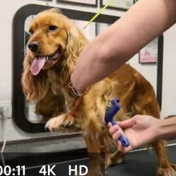 Dog Grooming Brushes